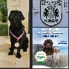  - Exposition canine Saint Brieuc ACTB samedi 11 mai 2024