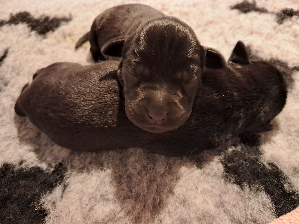 Du Petit Domaine De La Passee - Chiots disponibles - Labrador Retriever