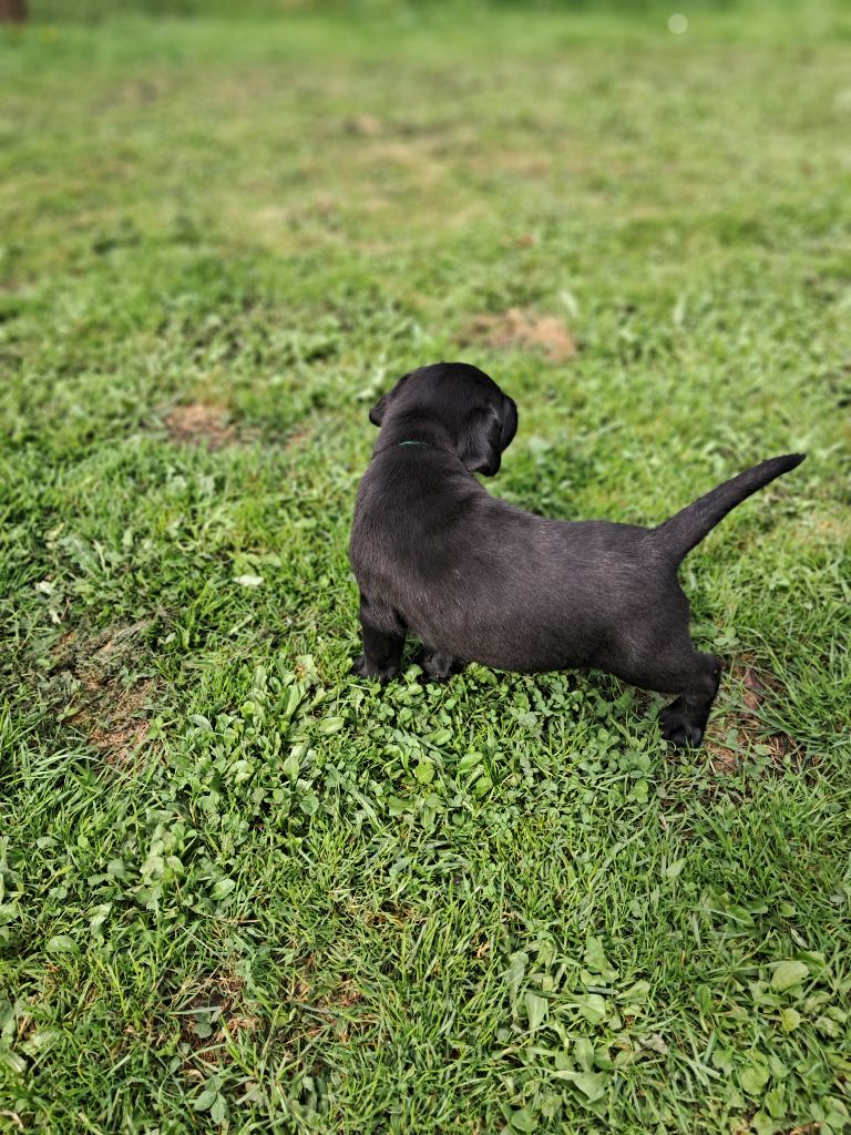 Du Petit Domaine De La Passee - Chiots disponibles - Labrador Retriever