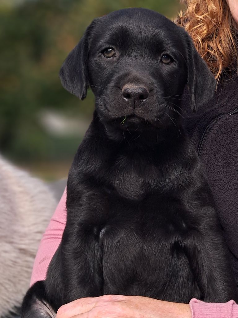 Du Petit Domaine De La Passee - Chiots disponibles - Labrador Retriever