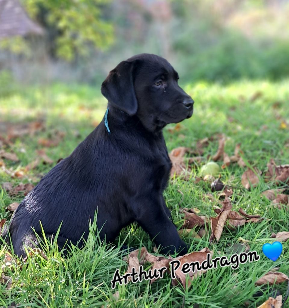Du Petit Domaine De La Passee - Labrador Retriever - Portée née le 27/07/2025