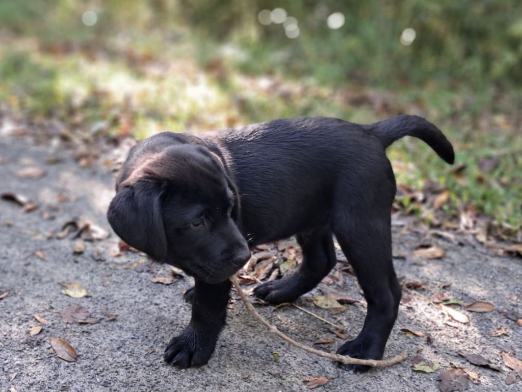 Du Petit Domaine De La Passee - Chiots disponibles - Labrador Retriever