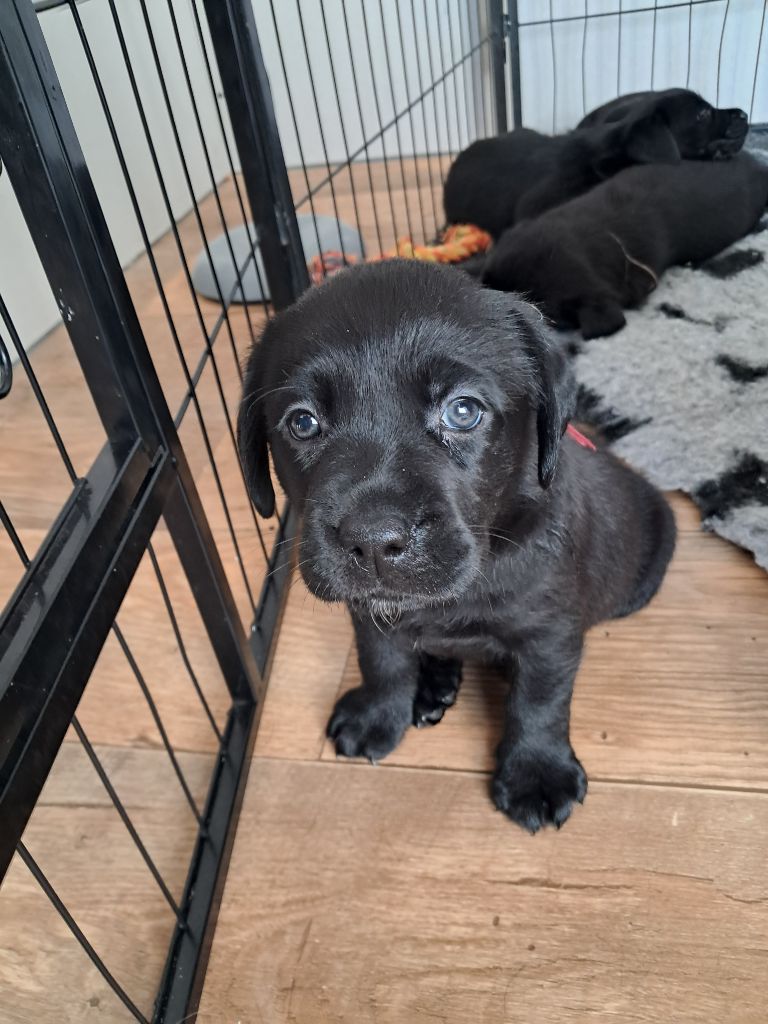 Du Petit Domaine De La Passee - Chiots disponibles - Labrador Retriever