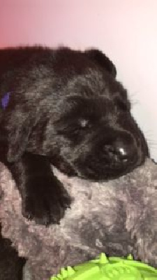 CHIOT 4