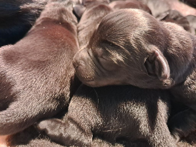 CHIOT