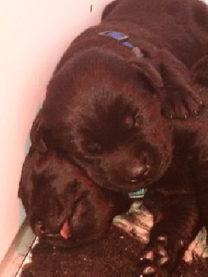 CHIOT 3