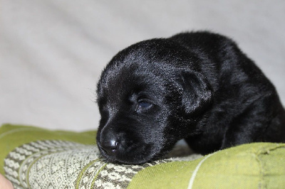 CHIOT 5
