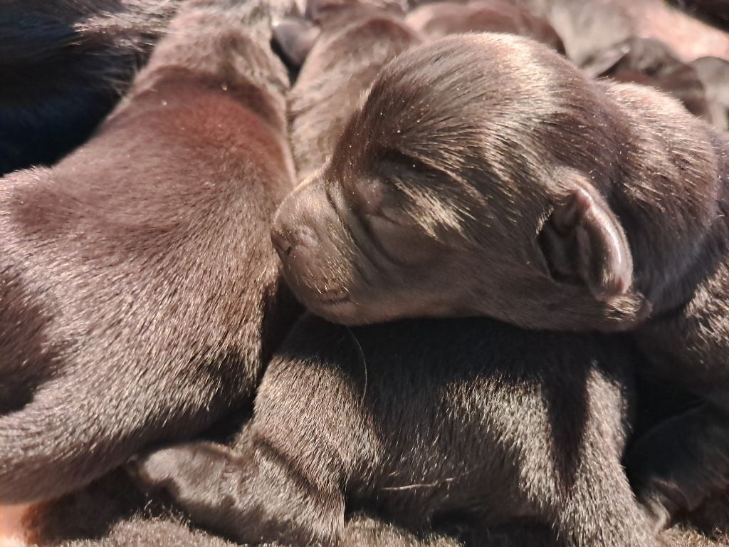 Du Petit Domaine De La Passee - Chiots disponibles - Labrador Retriever
