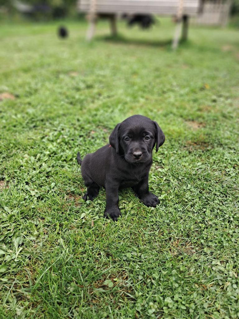 Du Petit Domaine De La Passee - Chiots disponibles - Labrador Retriever