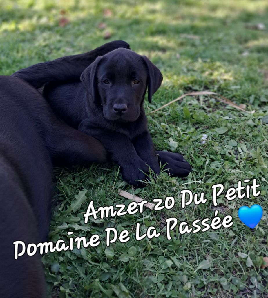 Du Petit Domaine De La Passee - Chiots disponibles - Labrador Retriever
