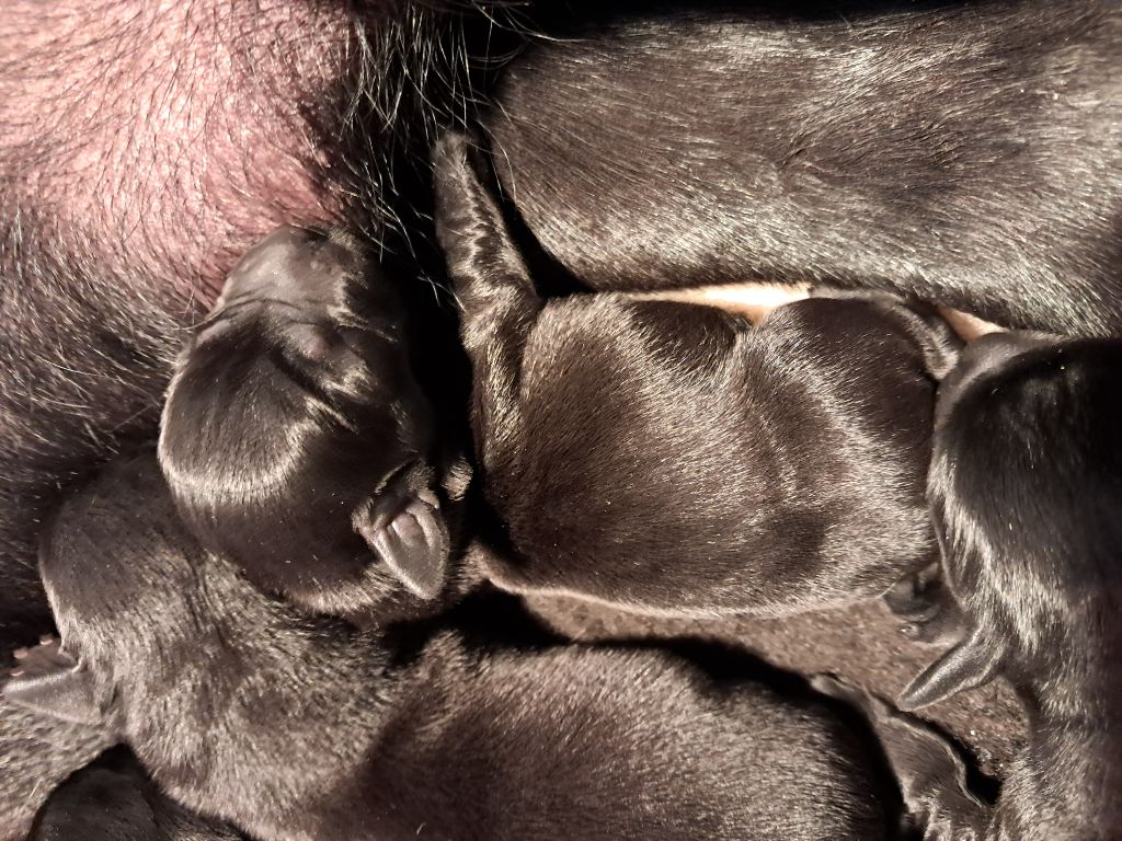 Du Petit Domaine De La Passee - Chiots disponibles - Labrador Retriever