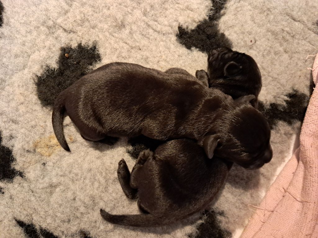 Du Petit Domaine De La Passee - Chiots disponibles - Labrador Retriever